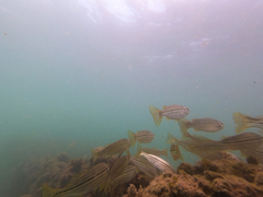 Helotes octolineatus