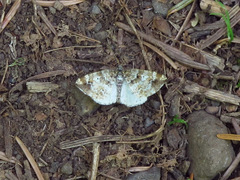 Enchoria lacteata