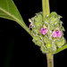Monechma bracteatum - Photo (c) Grant Reed, algunos derechos reservados (CC BY-NC), subido por Grant Reed
