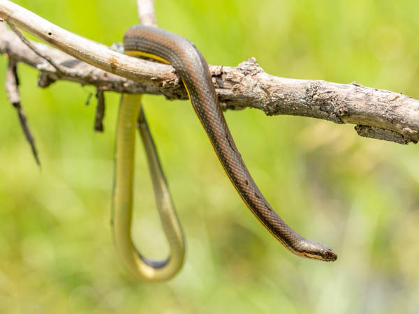 Bangweulu Water Snake