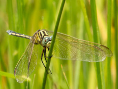 Orthetrum icteromelas