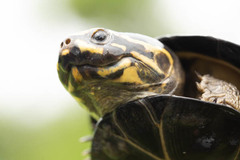 Pelusios bechuanicus