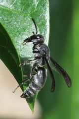 Allorhynchium argentatum