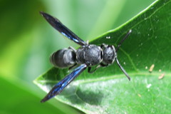 Allorhynchium argentatum