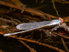 Pseudagrion sublacteum