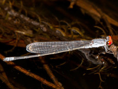 Pseudagrion sublacteum
