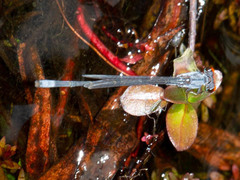 Pseudagrion sublacteum