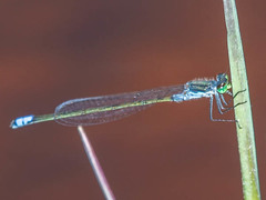 Pseudagrion deningi