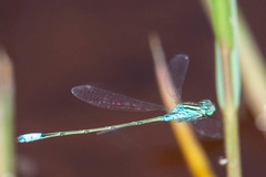 Pseudagrion coeleste