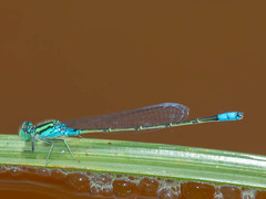 Pseudagrion coeleste