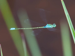 Pseudagrion coeleste