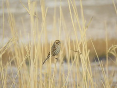 Emberiza schoeniclus