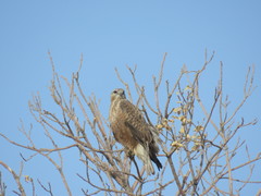 Buteo rufinus