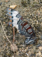 Charaxes pelias
