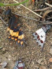 Charaxes pelias