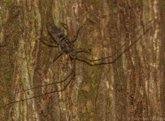 Paronellidae