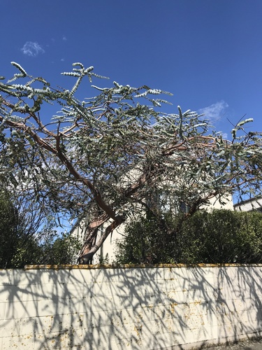 Eucalyptus pulverulenta iNat (2)
