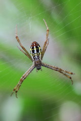 Argiope dang