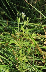 Stellaria crassifolia