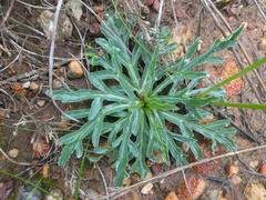 Lichtensteinia