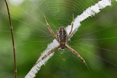 Argiope dang