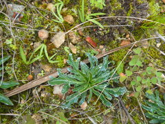 Lichtensteinia