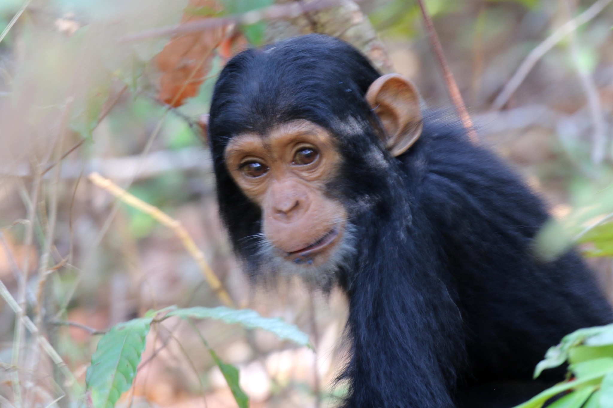 Chimpanzé chimpanzé macaco rosto cabeça macaco (Pan troglodytes) também  conhecido como um chimpanzé comum fotos, imagens de © cheekylorns2 #61296459