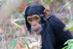 Common Chimpanzee photo 3