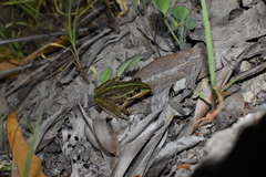 Ranoidea alboguttata