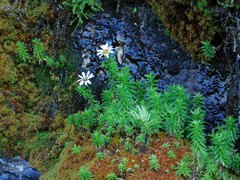 Osmitopsis pinnatifida