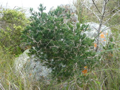Asparagus mariae