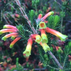 Erica unicolor