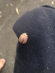Paropsis bella