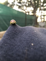 Paropsis bella