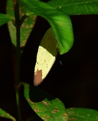 Eurema sari