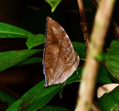 Zeuxidia amethystus amethystus