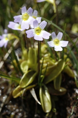 Pinguicula hirtiflora