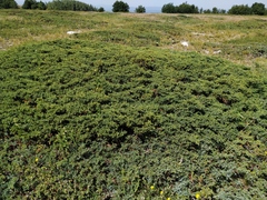 Juniperus communis hemisphaerica
