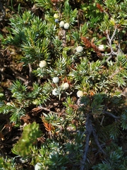 Juniperus communis hemisphaerica
