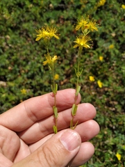 Hypericum linarioides