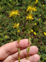 Hypericum linarioides