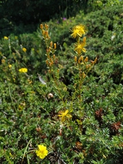 Hypericum linarioides