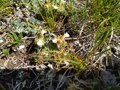 Teucrium montanum jailae