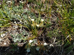 Teucrium montanum jailae