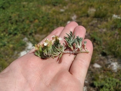 Teucrium montanum jailae