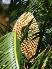 Cycas seemannii