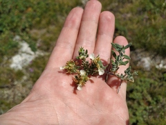 Teucrium montanum jailae