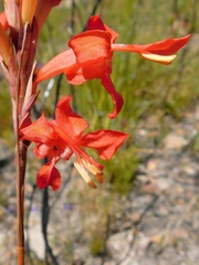 Tritoniopsis triticea