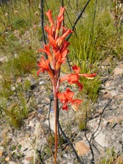 Tritoniopsis triticea