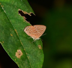 Poritia sumatrae